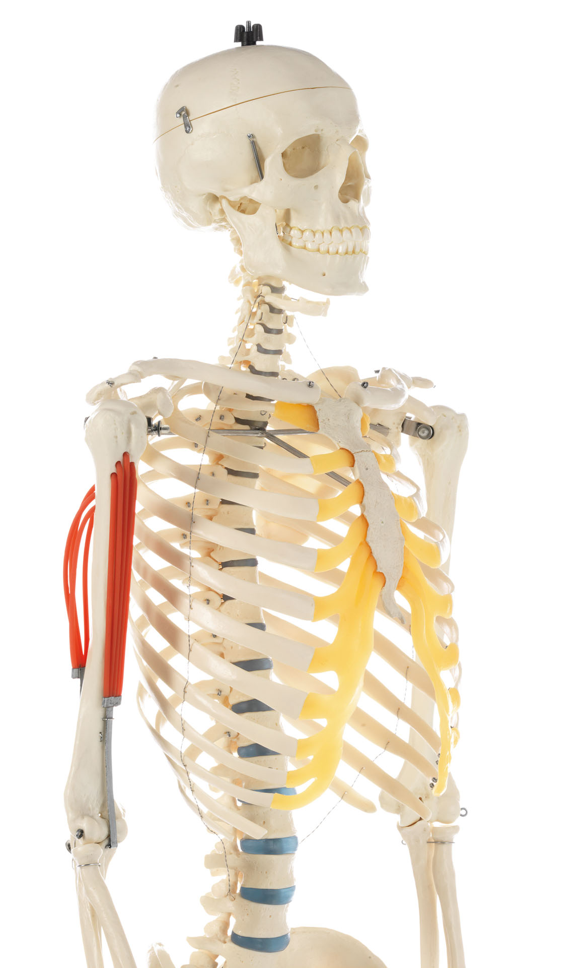 Artificial Human Skeleton – Male