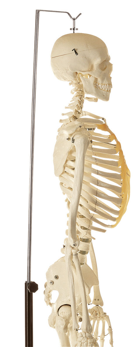 Artificial Human Skeleton – Male