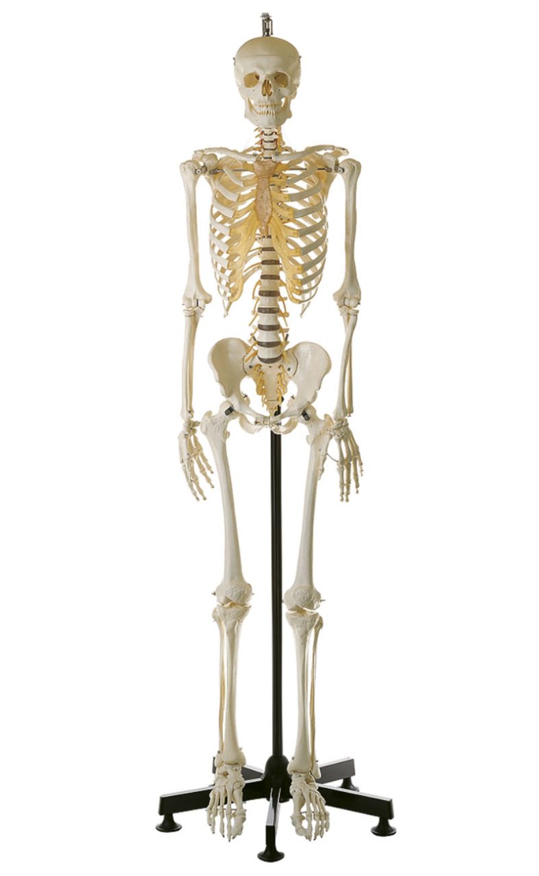 Artificial Human Skeleton - Male