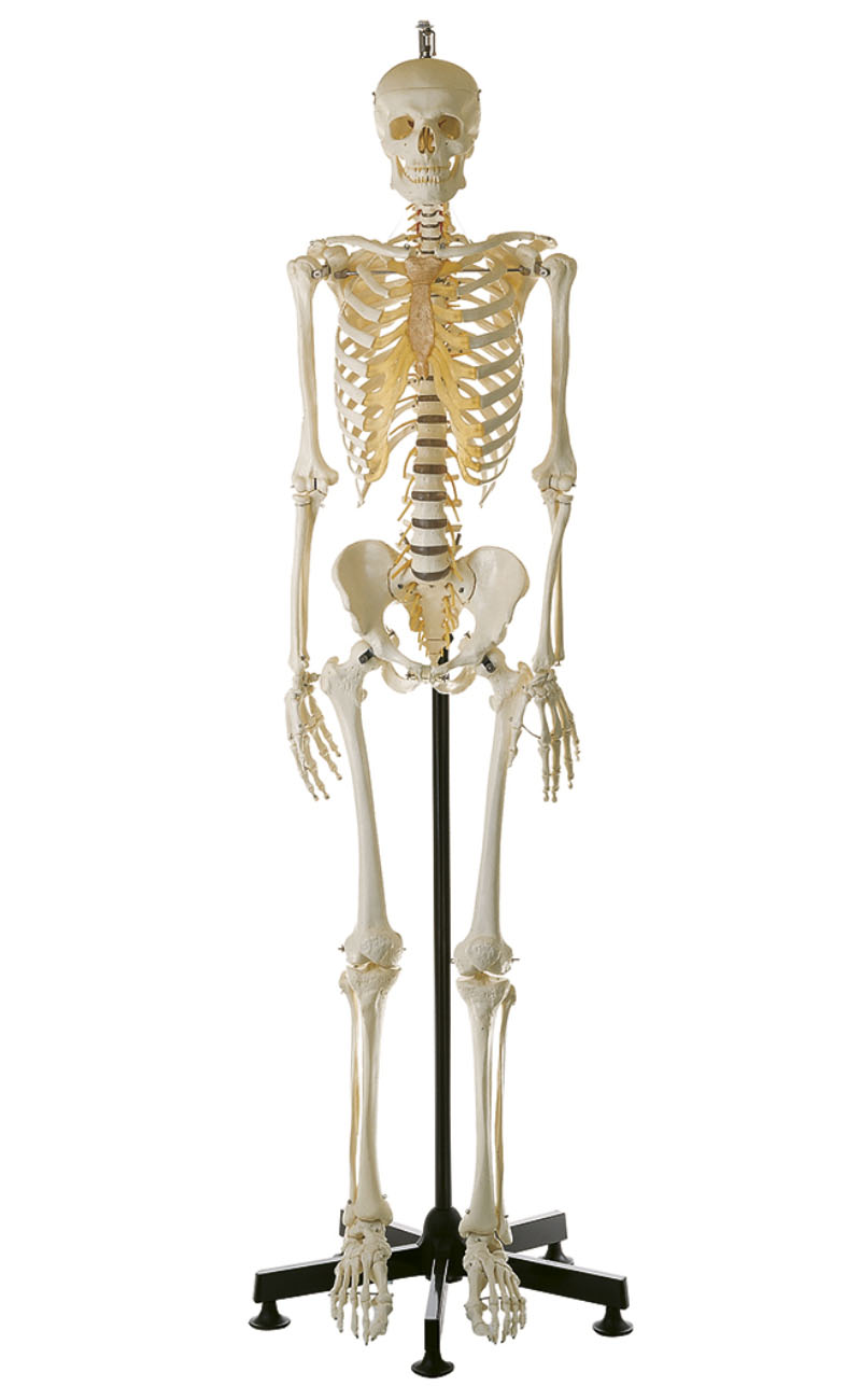 Artificial Human Skeleton – Male