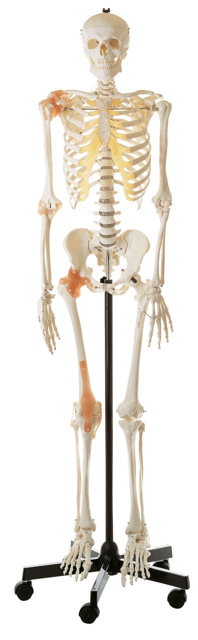 Artificial Human Skeleton - Male