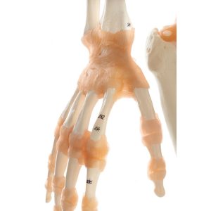 Artificial Human Skeleton - Male