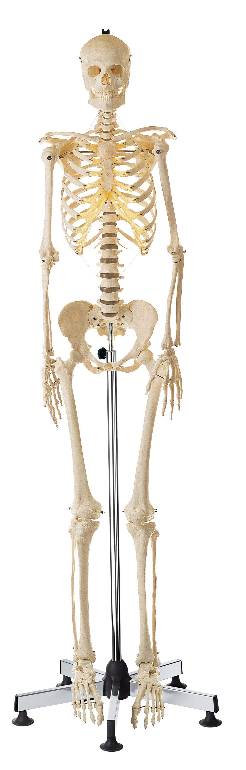 Artificial Human Skeleton With Stand – Female