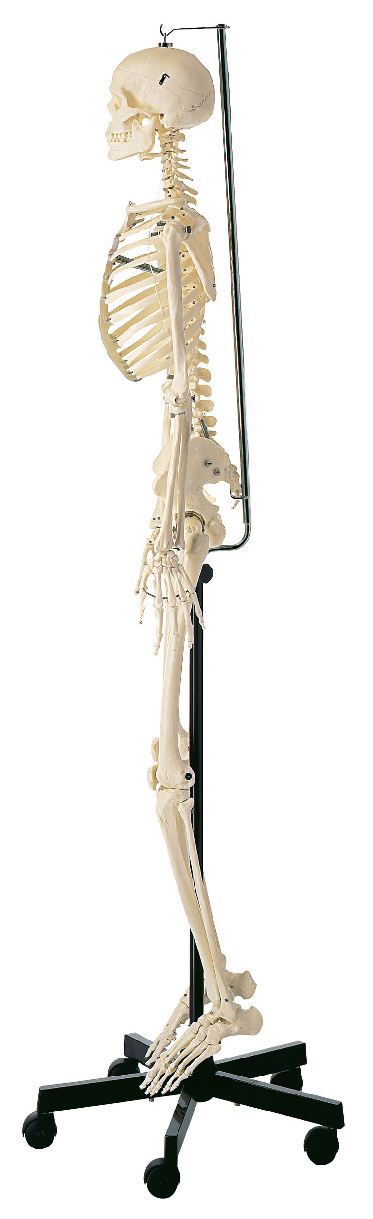 Artificial Human Skeleton – Female