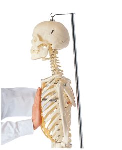 Artificial Human Skeleton - Female