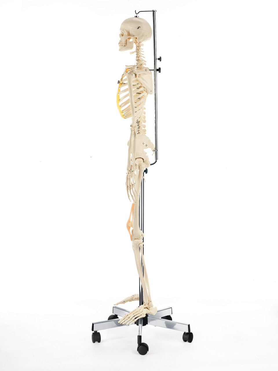 Artificial Human Skeleton - Female