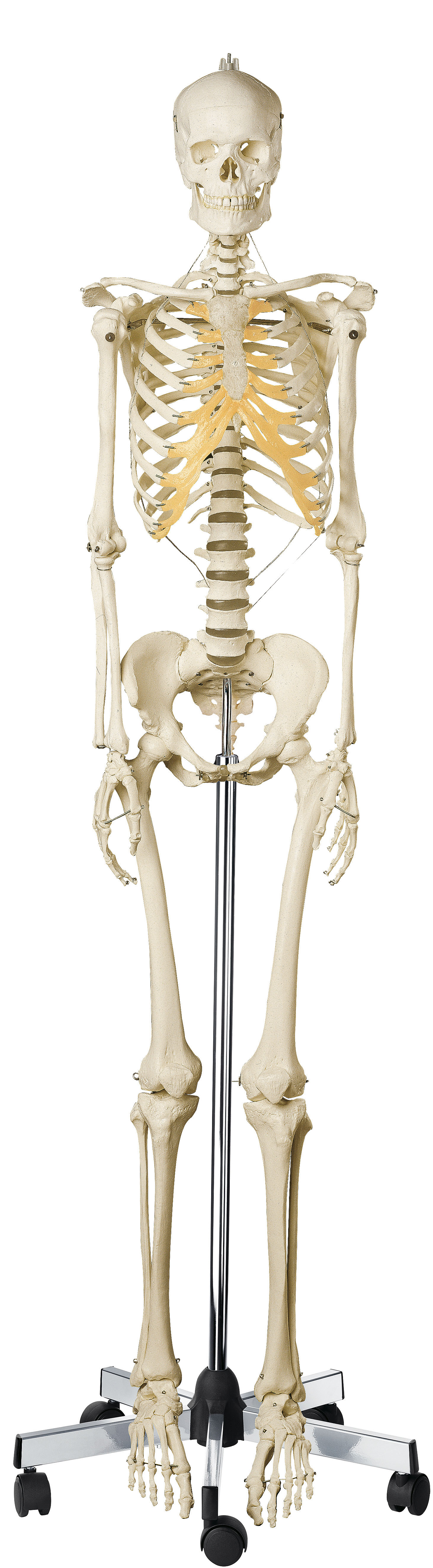 Artificial Human Skeleton – Female