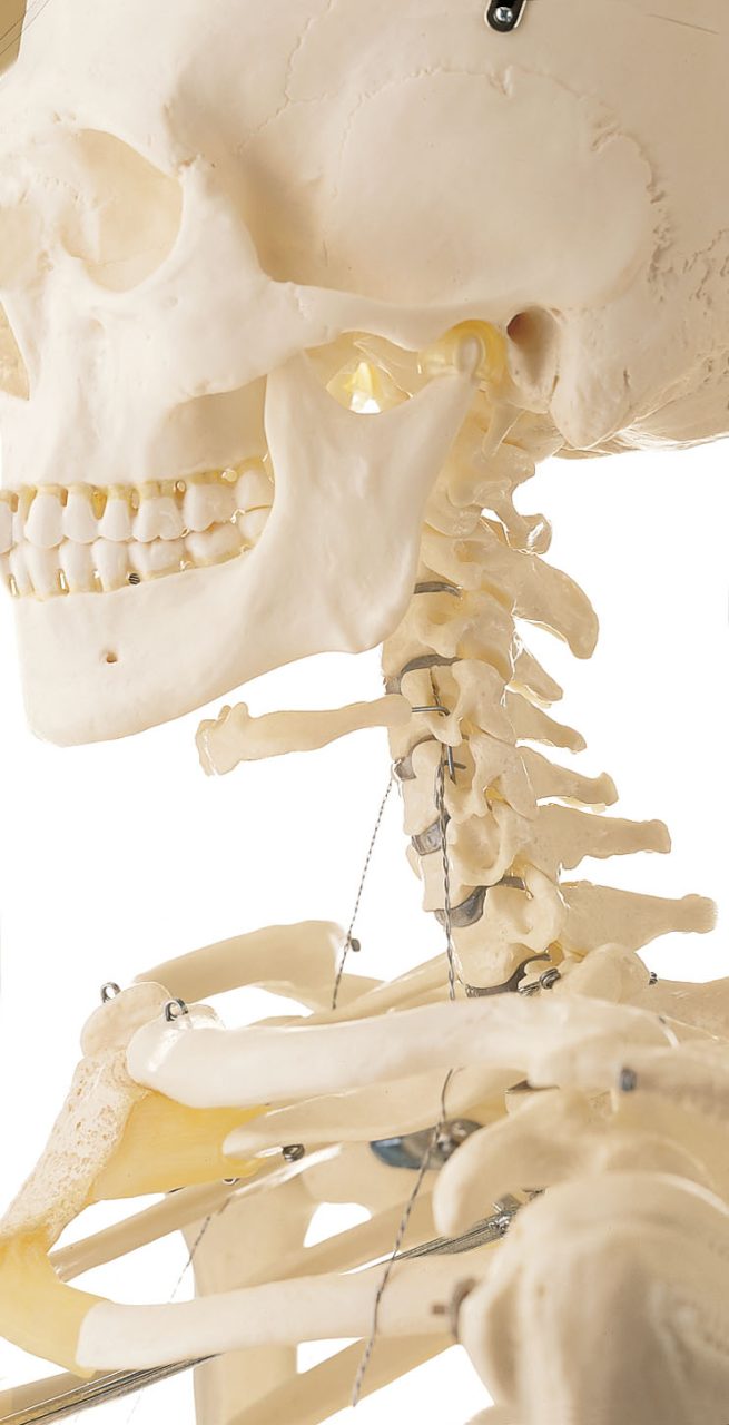 Artificial Human Skeleton - Female
