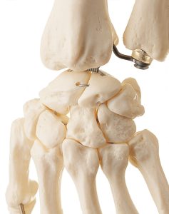 Artificial Human Skeleton - Female