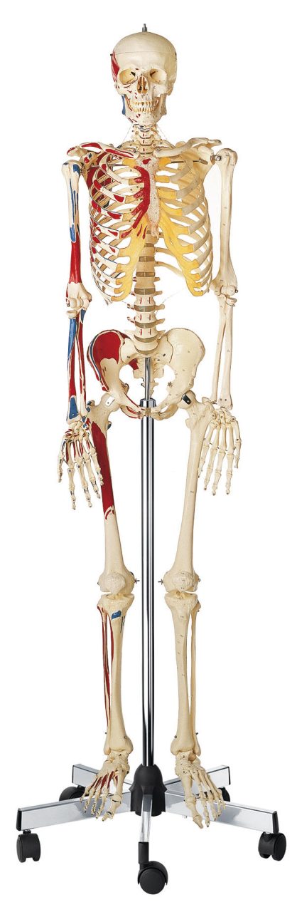 Artificial Human Skeleton - Male
