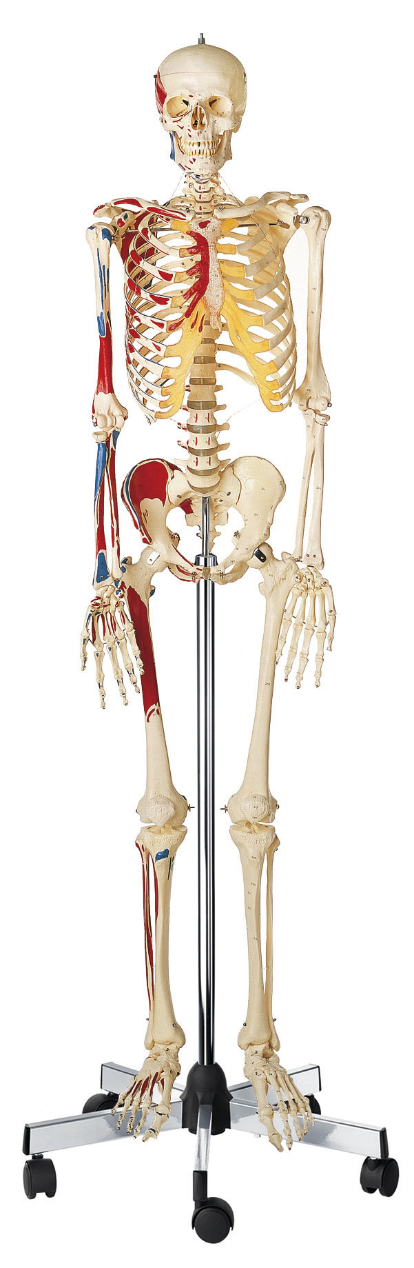 Artificial Human Skeleton – Male