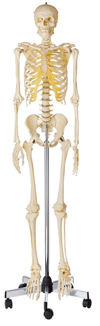 Artificial Human Skeleton - Male