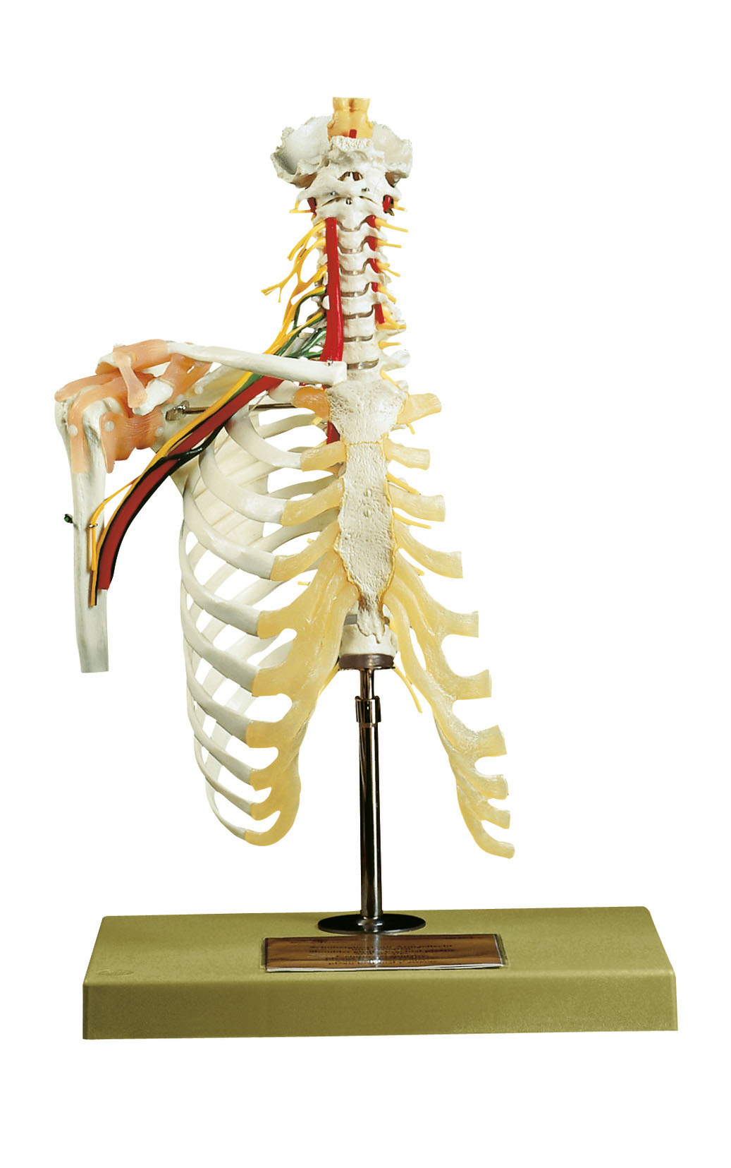 Cervical Vertebral Column With Shoulder Girdle