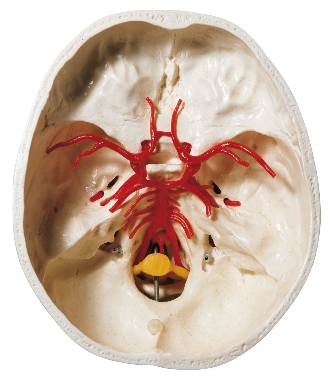 Artificial Base of Skull With Arteries