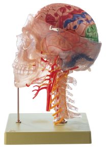 Neuroanatomy Head Model