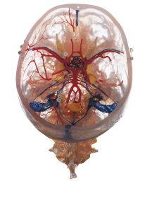 Neuroanatomy Head Model