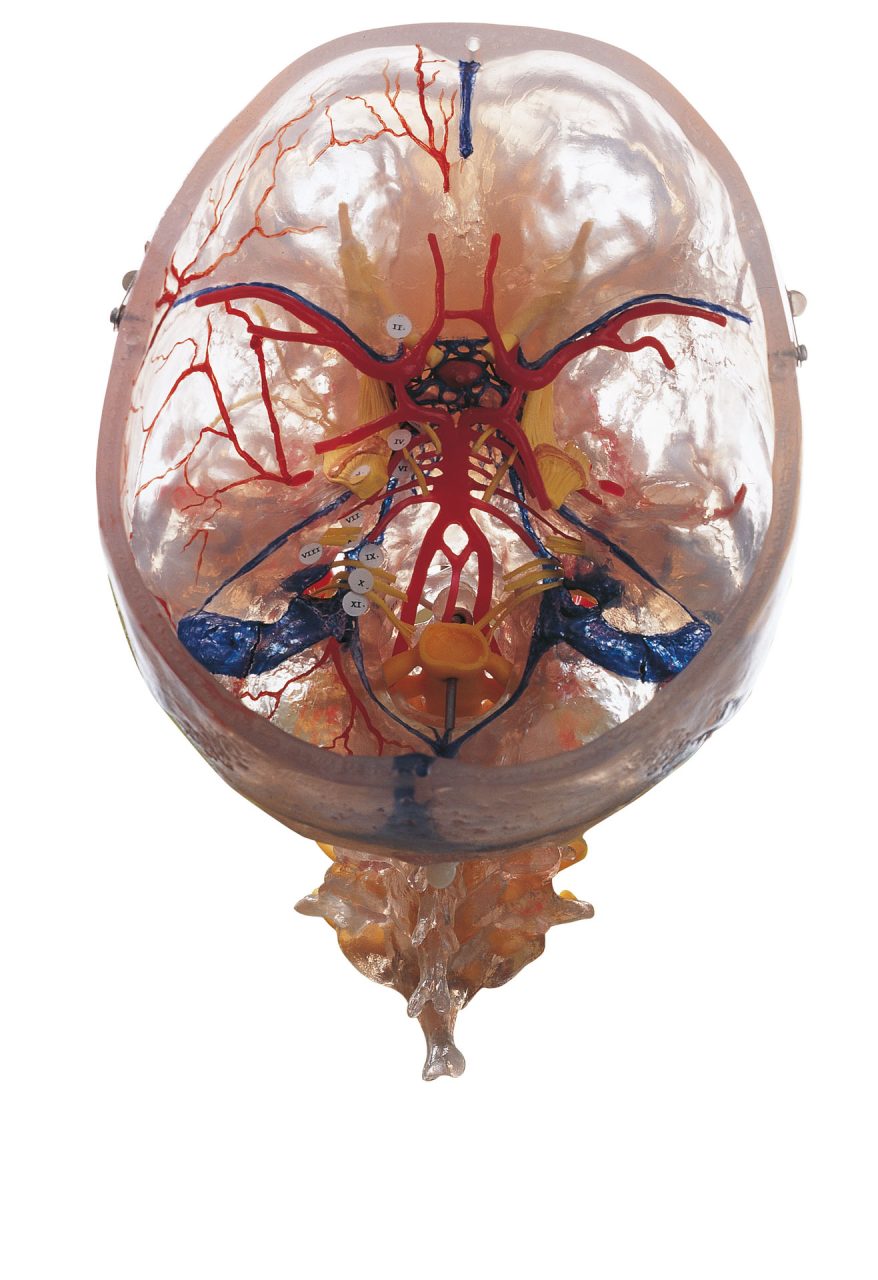Neuroanatomy Head Model