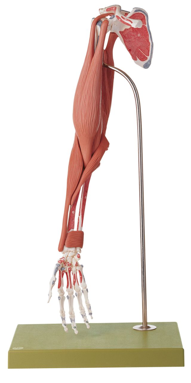 Demonstration Model of the Arm Muscles - 10 Parts