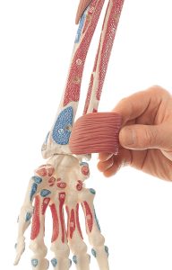 Demonstration Model of the Arm Muscles - 10 Parts