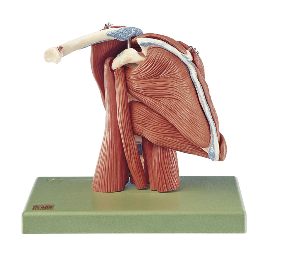 Demonstration Model of the Shoulder Muscles