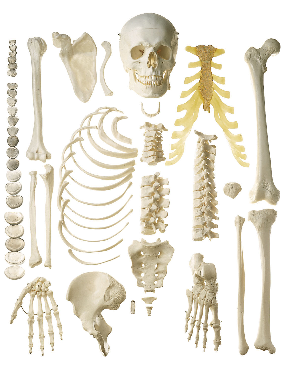Unmounted Human Half-skeleton