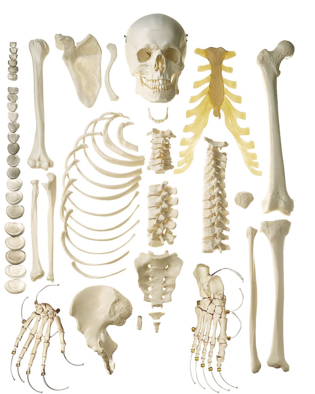 Unmounted Human Half-skeleton - Male