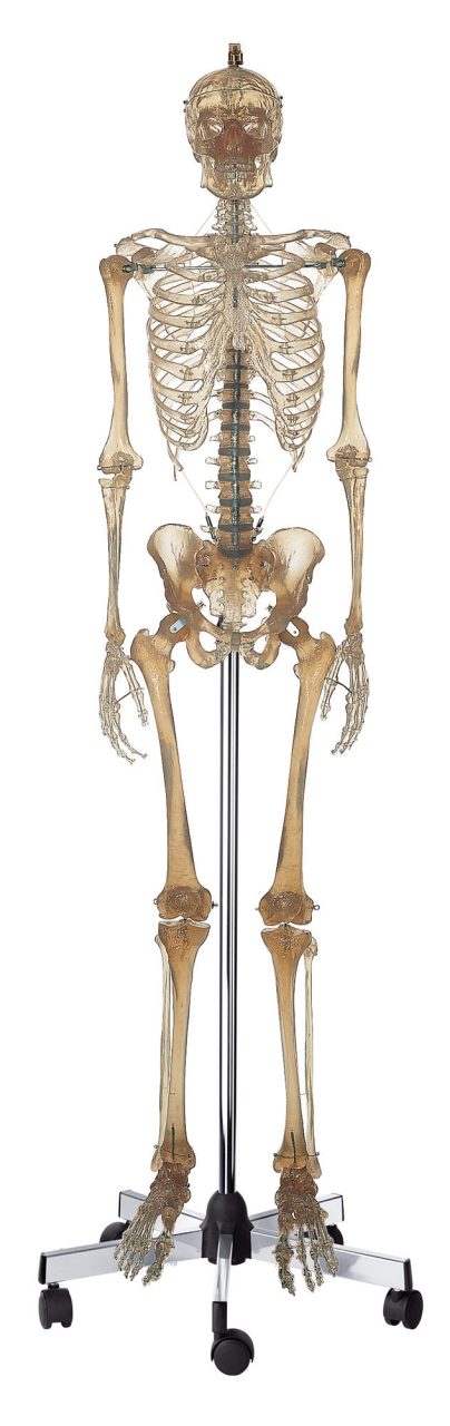 Artificial Human Skeleton Transparent - Male