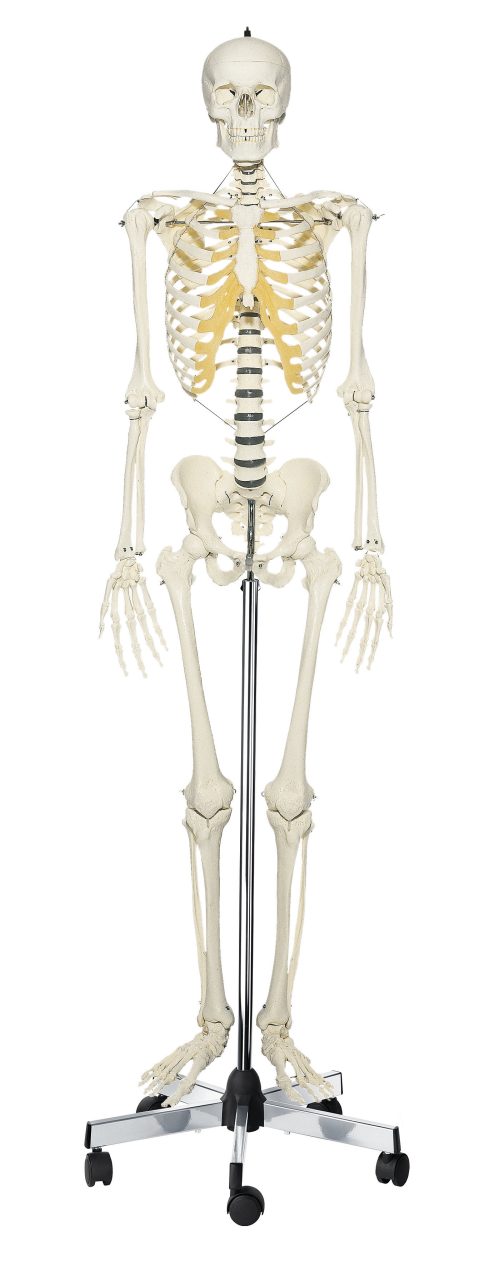 Artificial Human Skeleton - Male