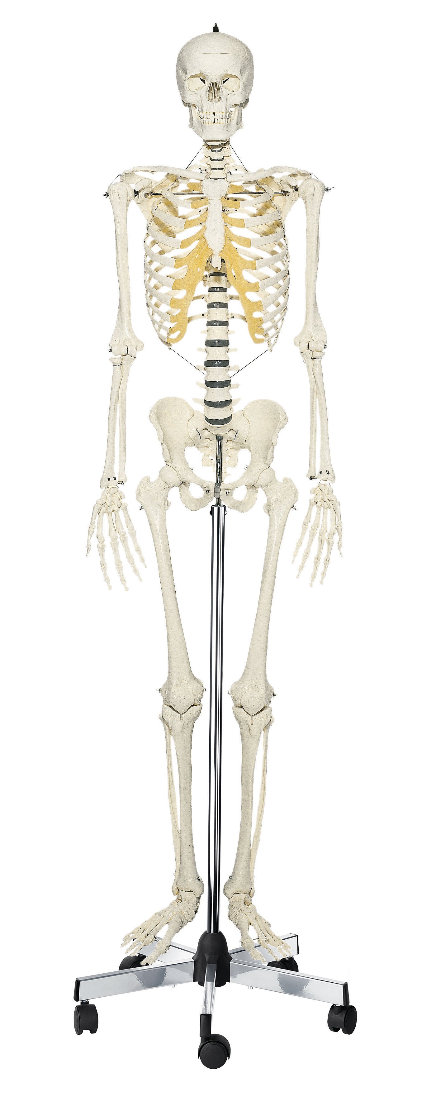 Artificial Human Skeleton – Male