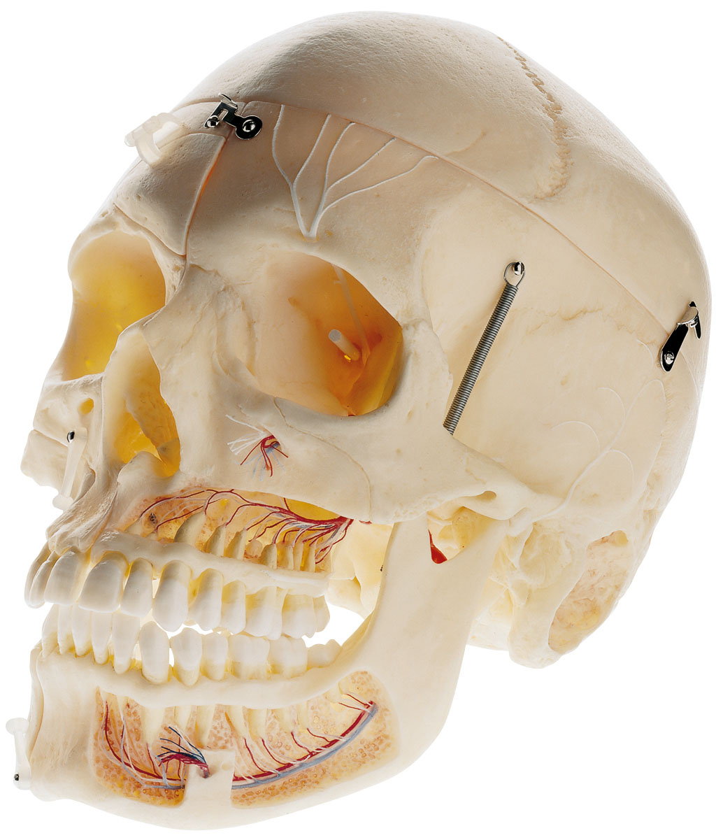 Artificial Demonstration Skull of an Adult (Separates Into 10 Parts)