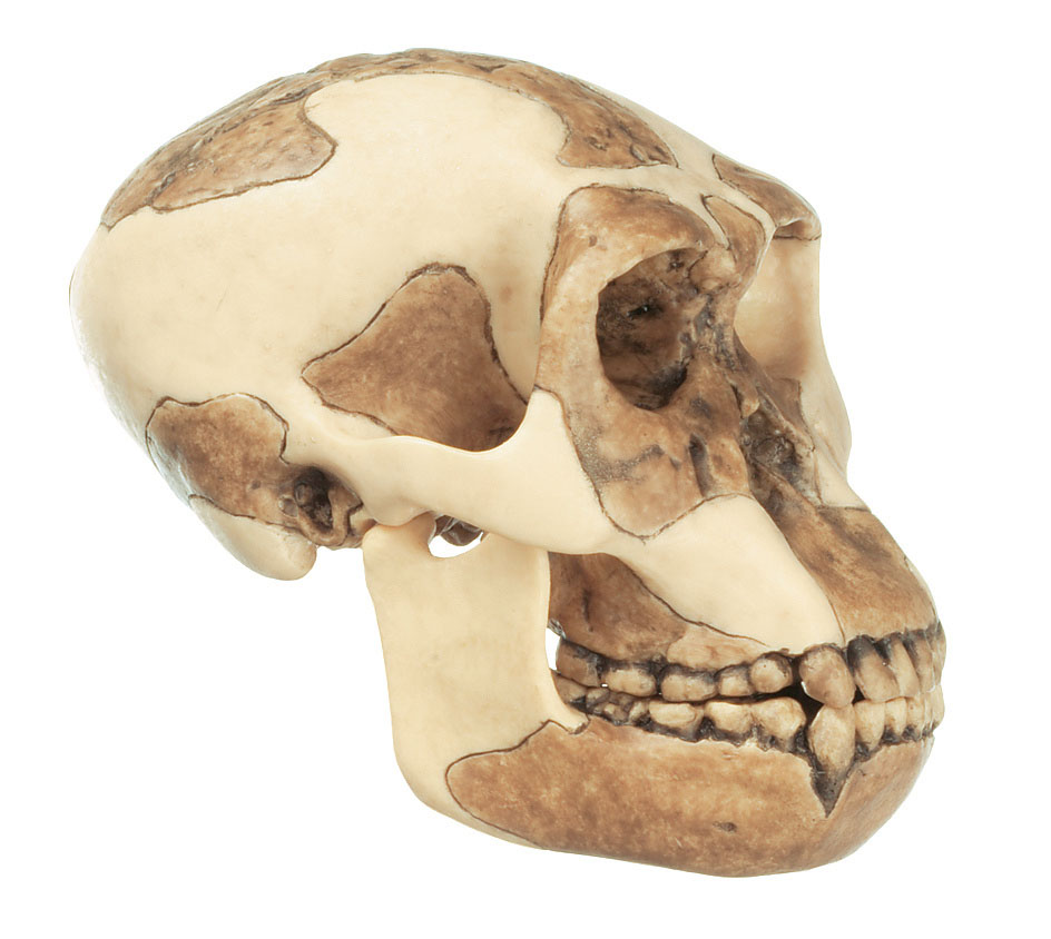 Reconstruction of a Skull of Homo Habilis (O.h. 24)