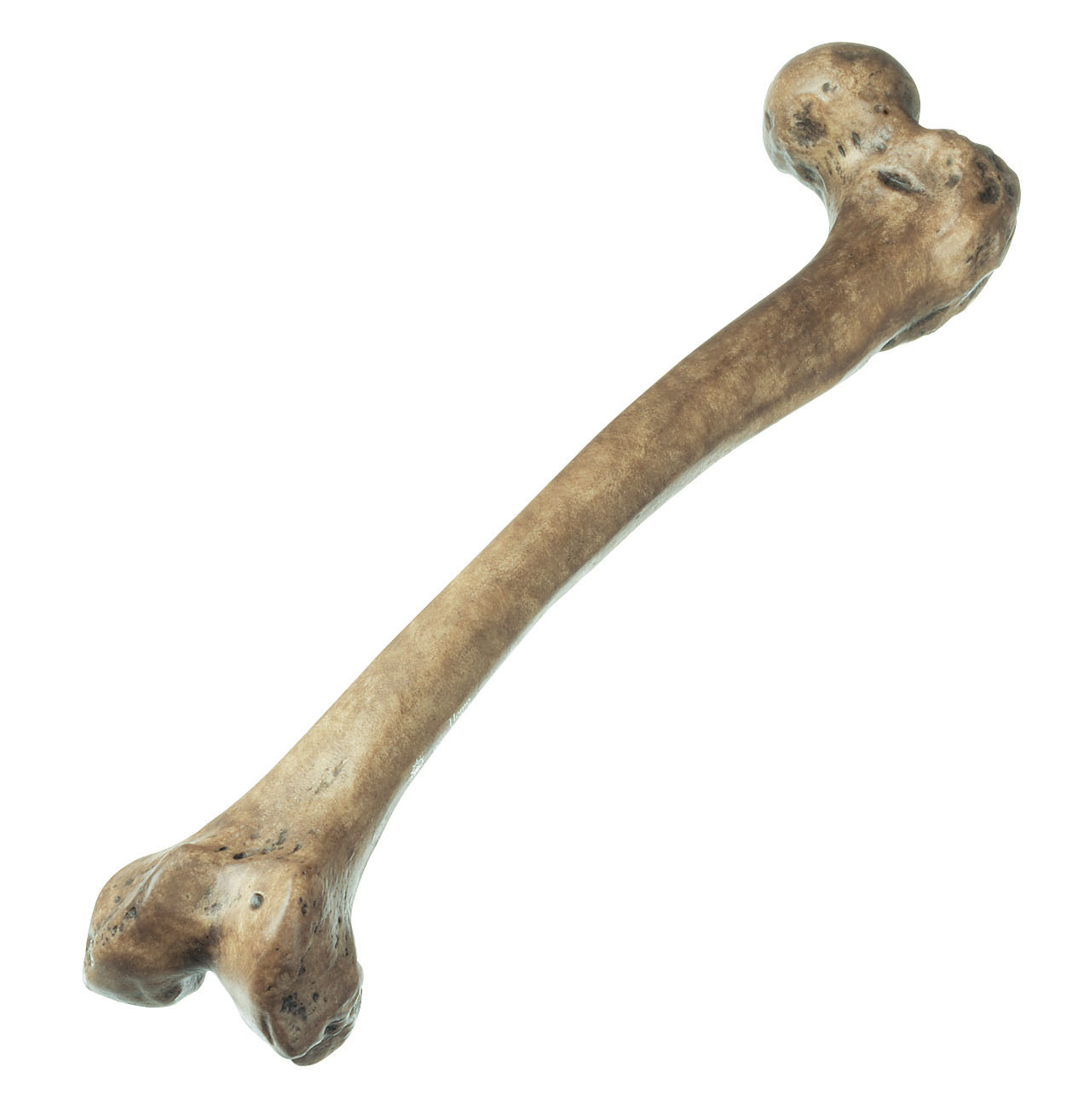 Reconstruction of a Thigh of Homo Neanderthalensis
