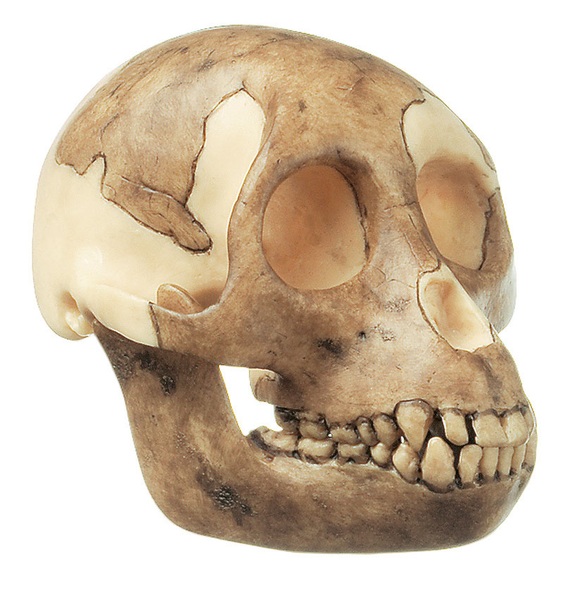 Reconstruction of a Skull of Proconsul Africanus