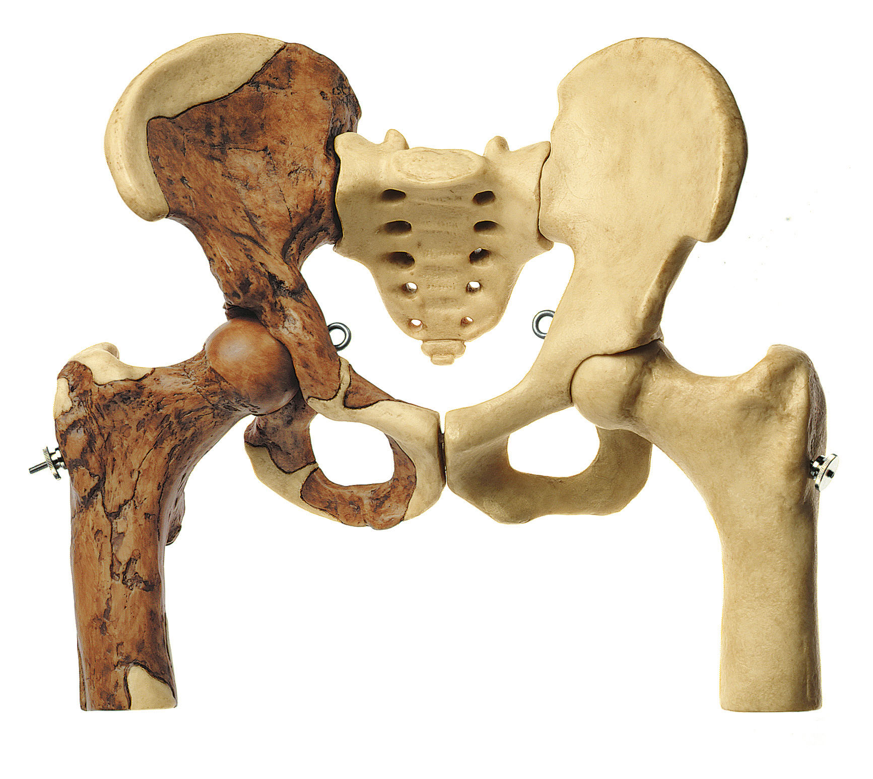 Reconstruction of the Pelvis of Australopithecus Africanus
