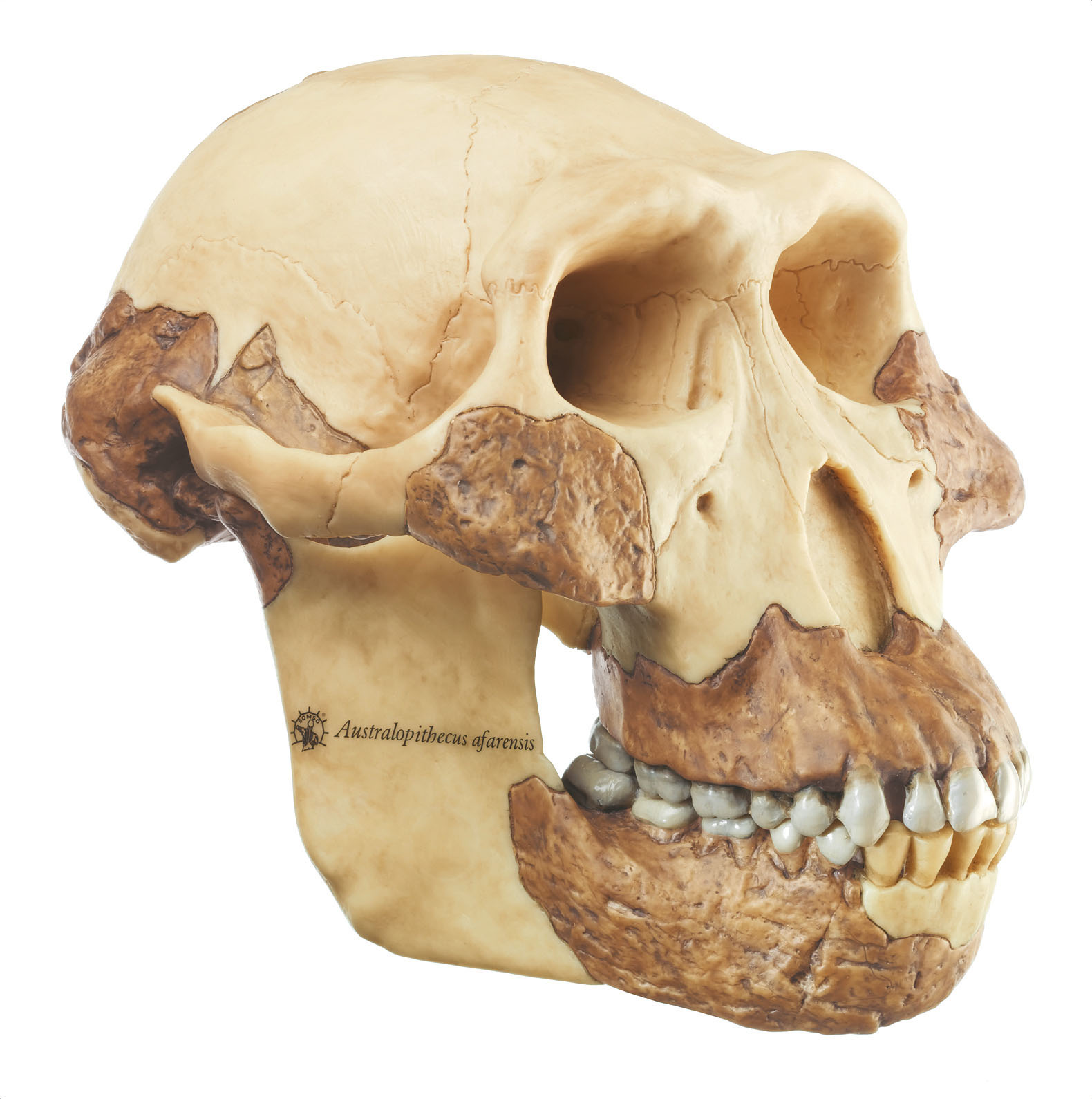 Reconstruction of a Skull of Australopithecus Afarensis