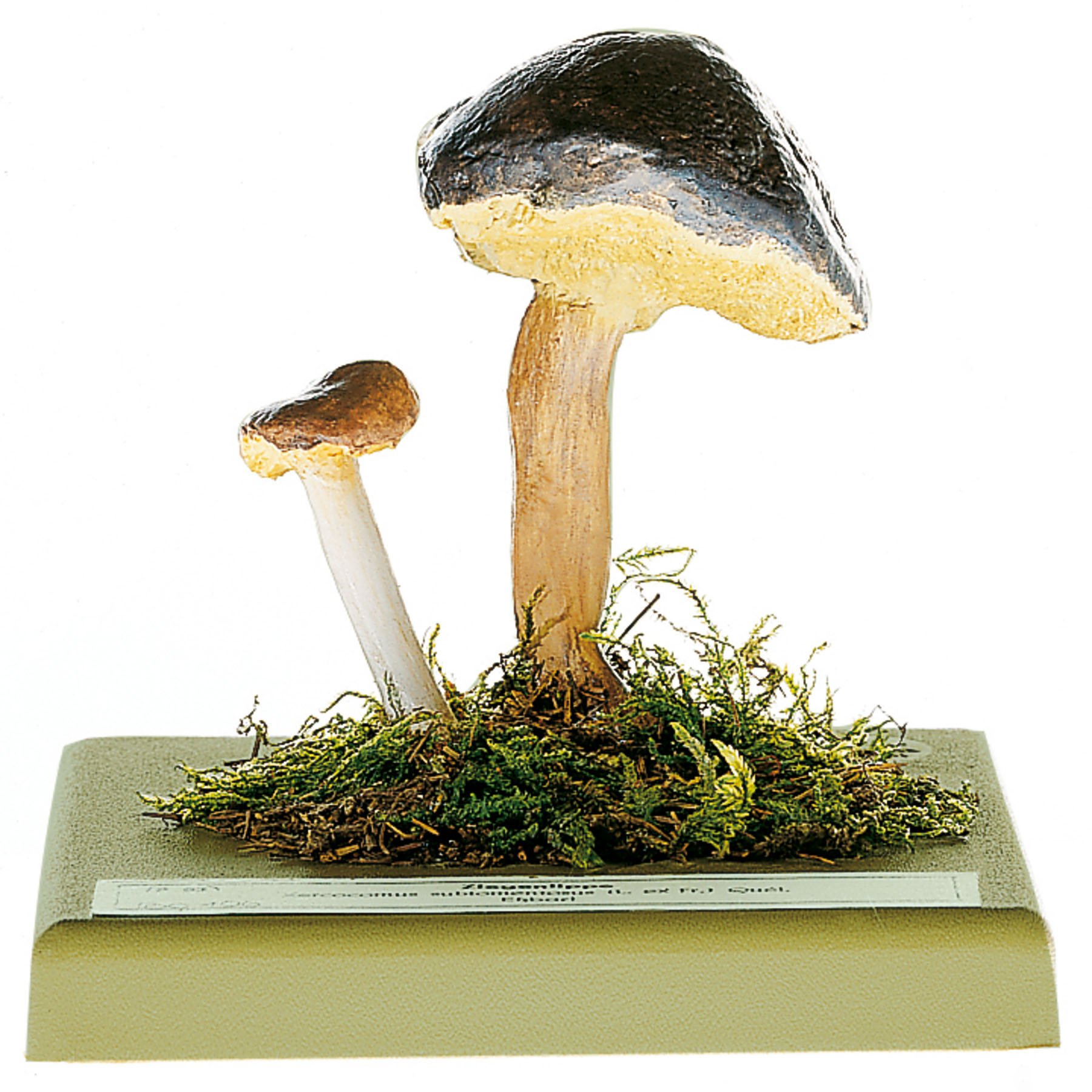 Suede Bolete