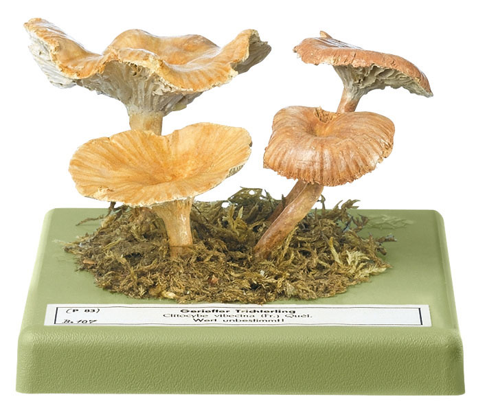 Mealy Funnel