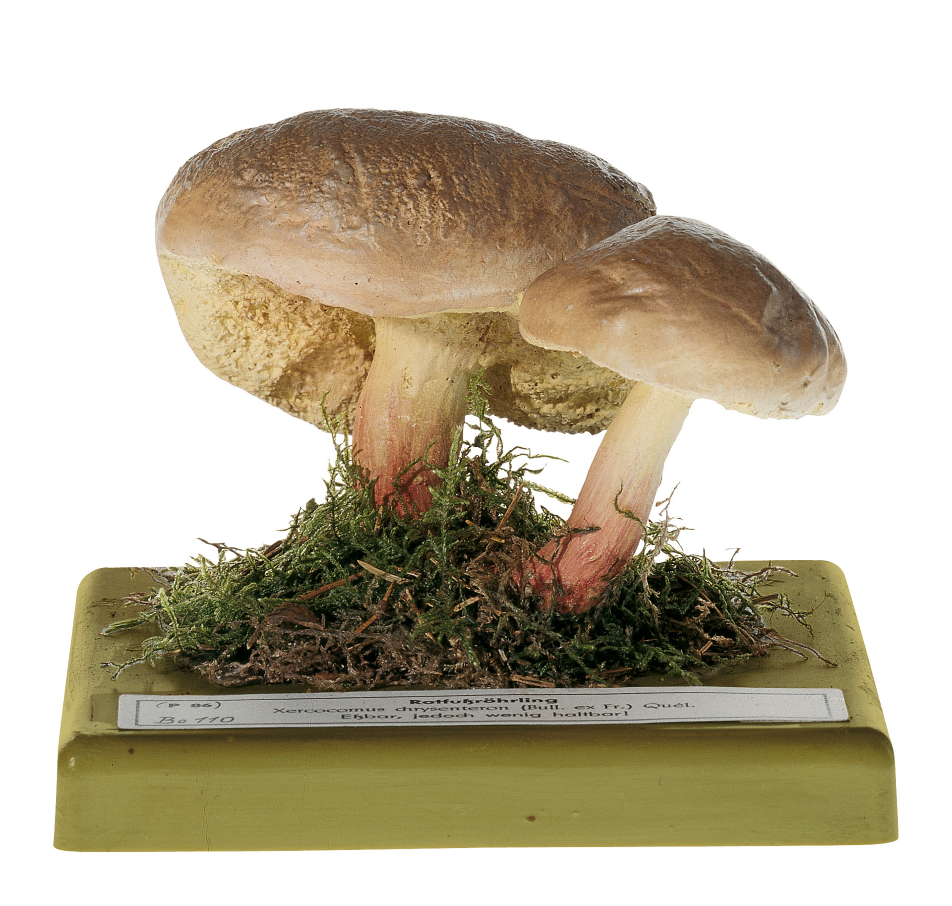 Boletus Chrysenteron