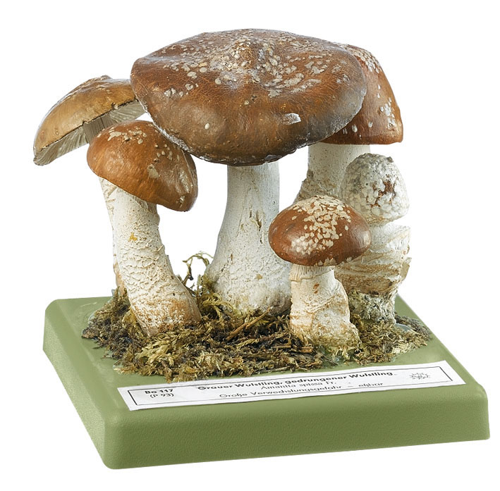 Grey Spotted Amanita Mushroom