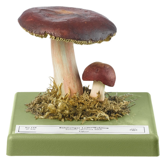 Russula Olivacea