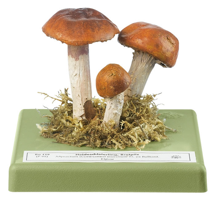 Orange Webcap