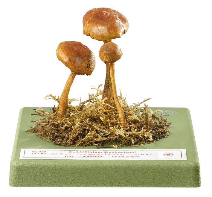 Cortinarius Cinnamomeoluteus