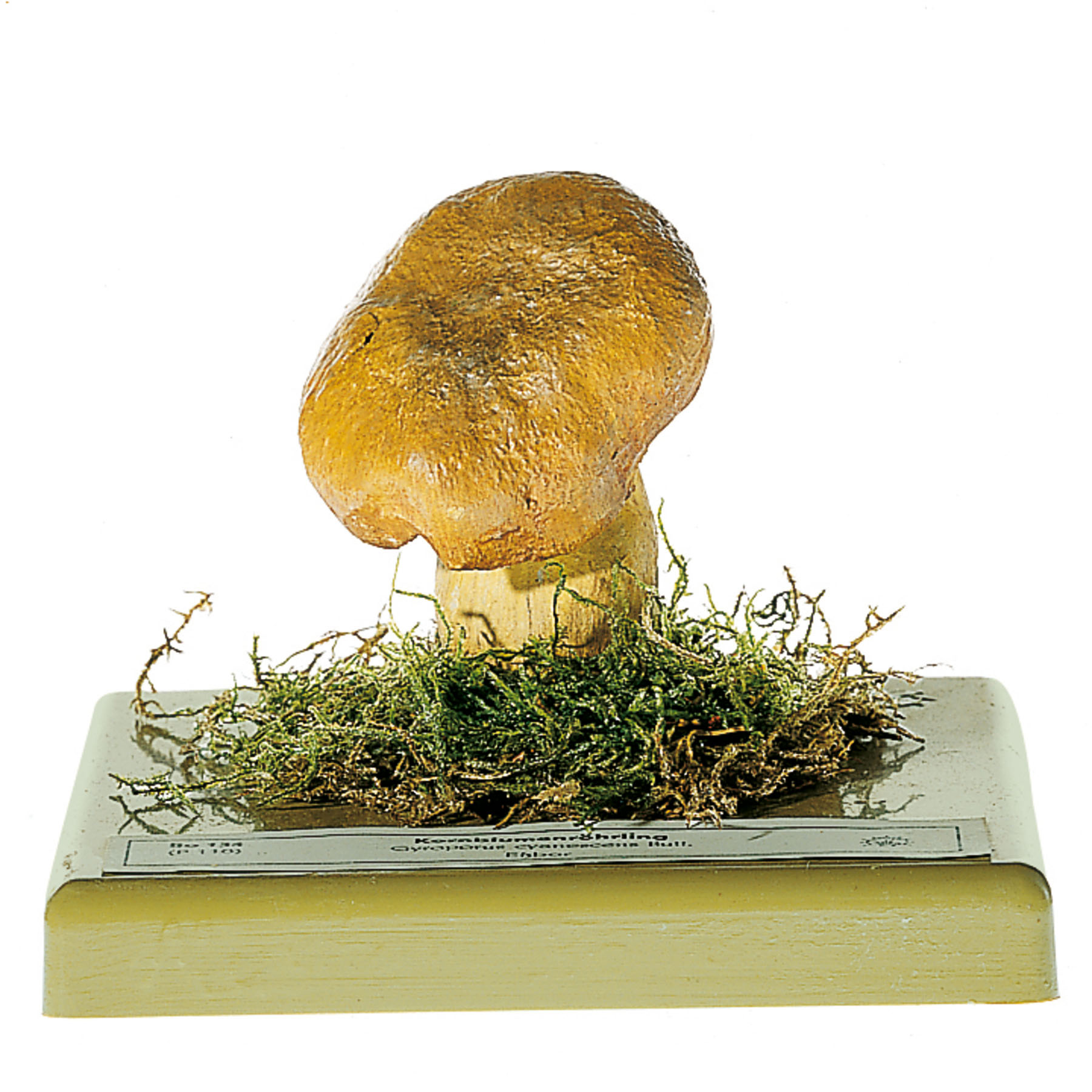 Bluing Bolete