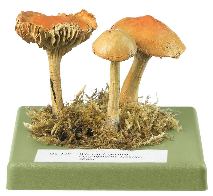 Meadow Waxcap