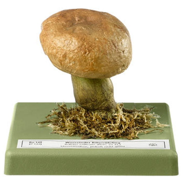 Rooting Bolete