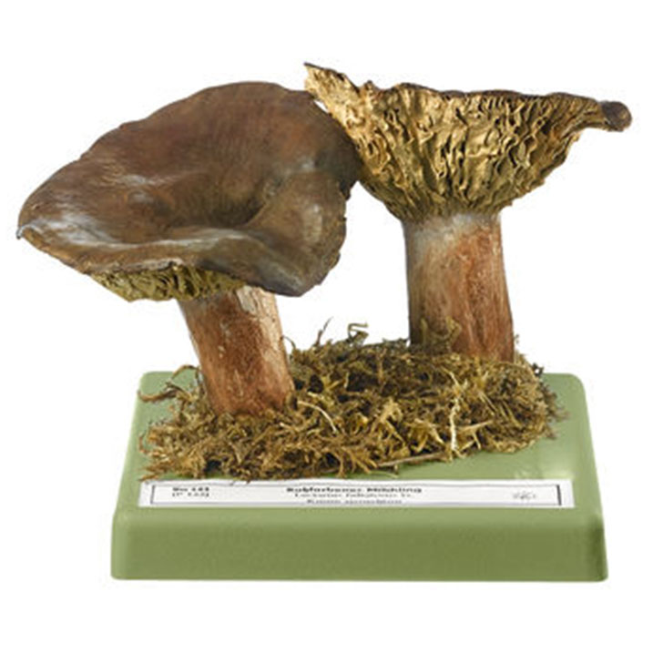 Sooty Milkcap
