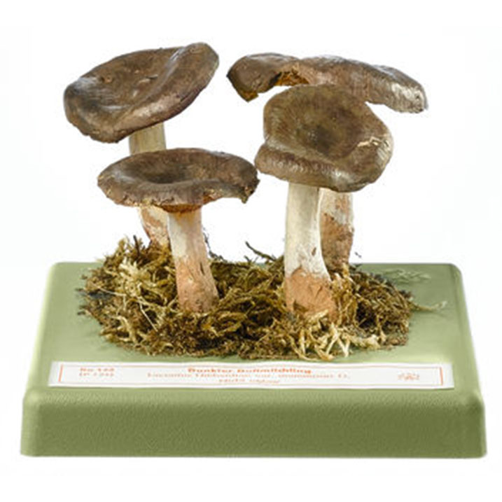 Pap Milkcap