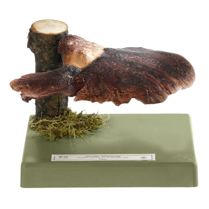 Beefsteak Fungus