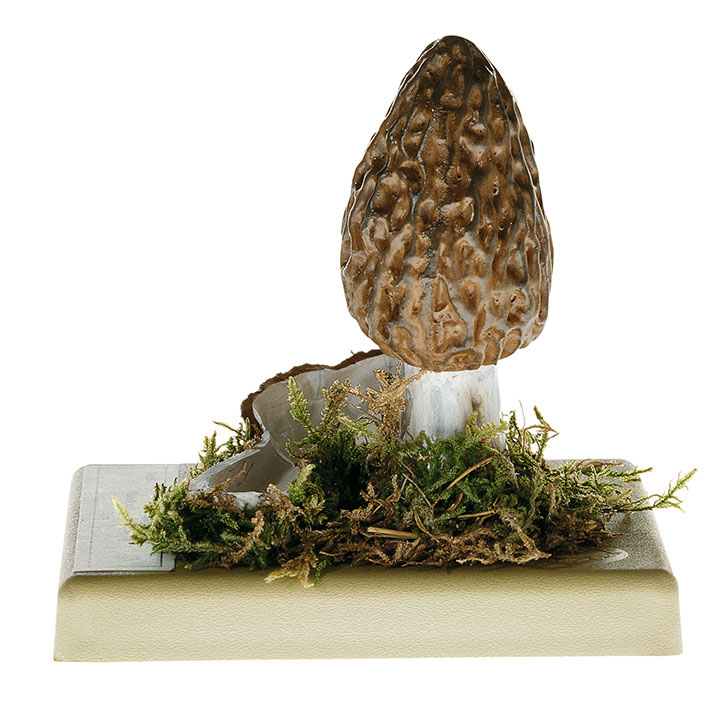 Conic Morel
