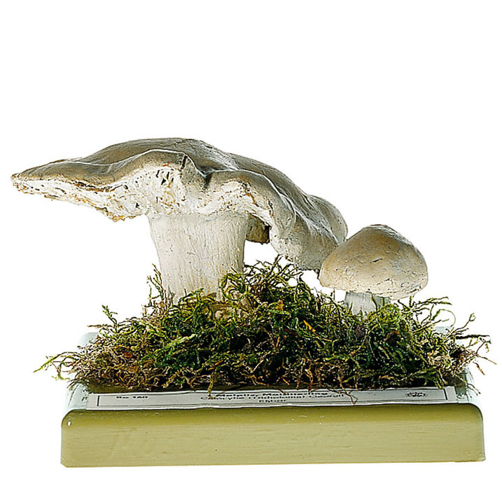 St George’s Mushroom